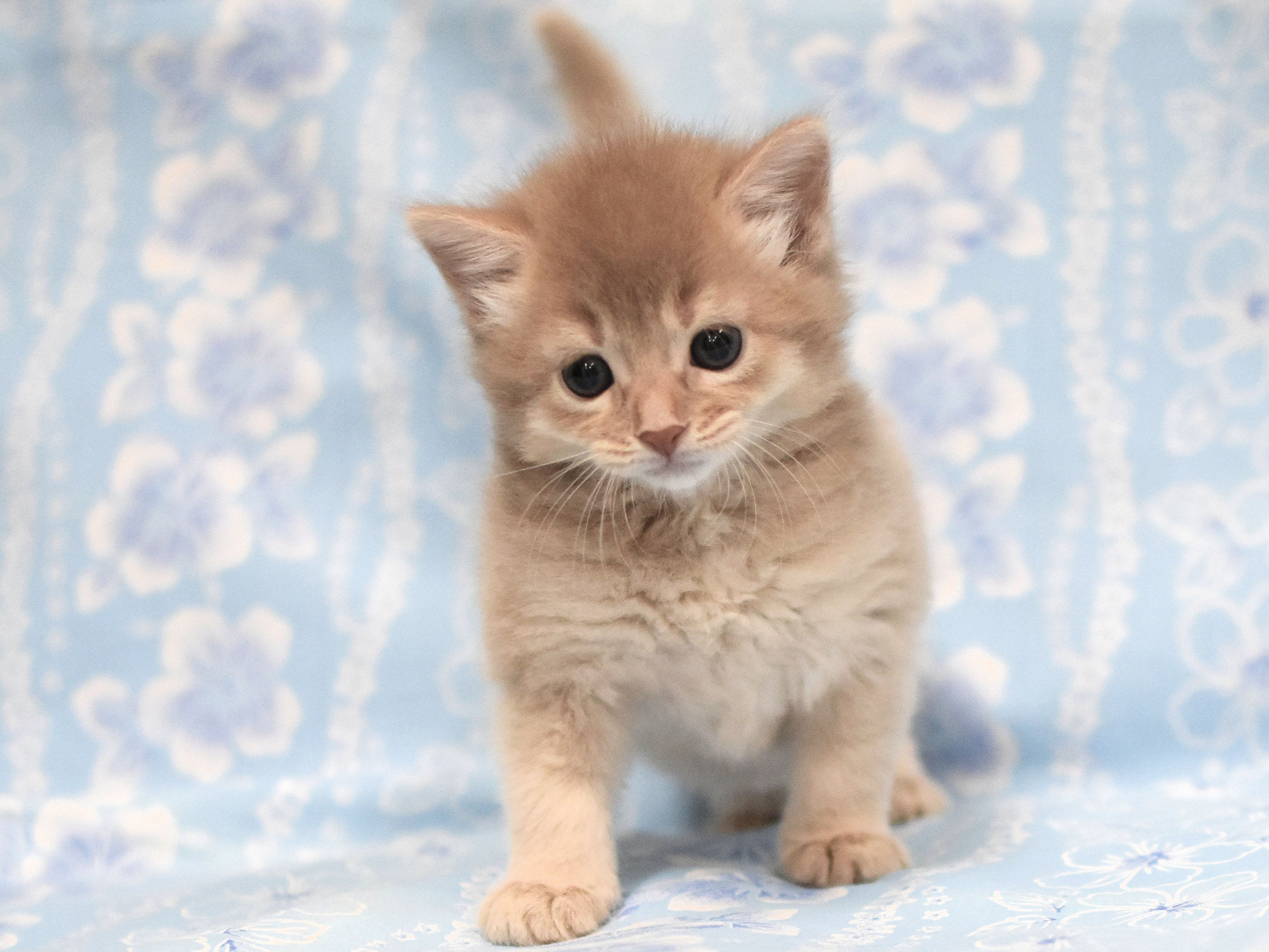 ソマリ　フォーン　めす　（２４年５月３１日生れ）